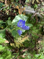 Magnoliopsida