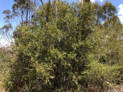 Melaleuca formosa
