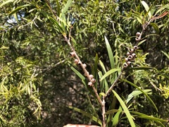 Melaleuca formosa