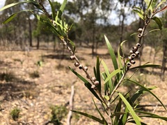 Melaleuca formosa