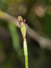 Caladenia atradenia