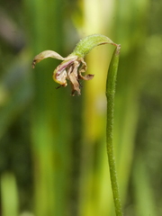 Caladenia atradenia