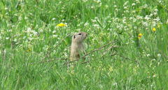 Spermophilus citellus