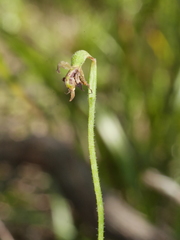 Caladenia atradenia
