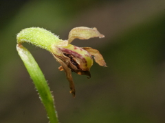Caladenia atradenia