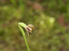 Caladenia atradenia