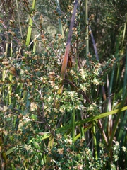 Micrantheum serpentinum