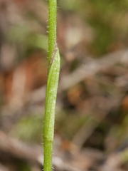 Caladenia atradenia