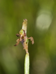 Caladenia atradenia