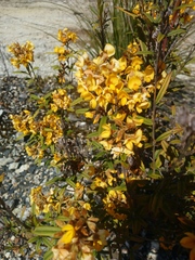 Oxylobium arborescens