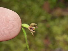 Caladenia atradenia