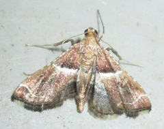 Endotricha consobrinalis