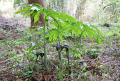 Arisaema thunbergii urashima