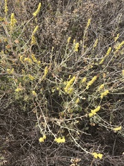 Manochlamys albicans