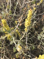 Manochlamys albicans