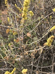 Manochlamys albicans