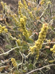 Manochlamys albicans