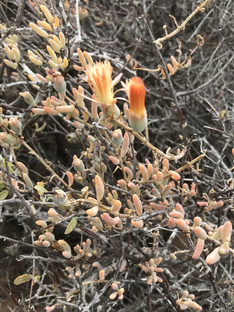 Mesembryanthemum noctiflorum L.