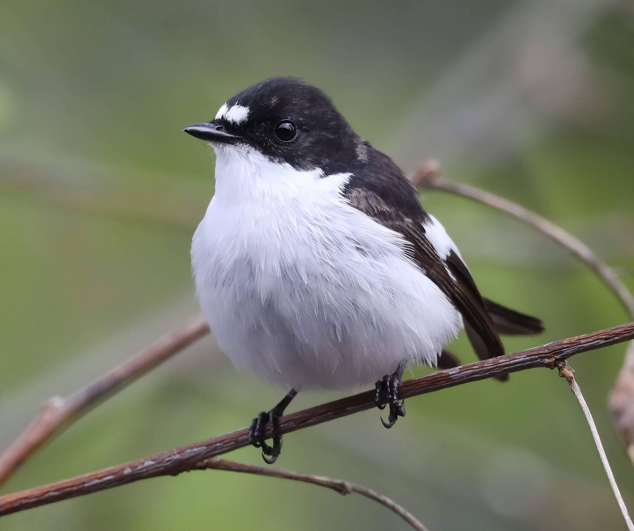 European Pied Flycatcher (Ficedula hypoleuca) · iNaturalist