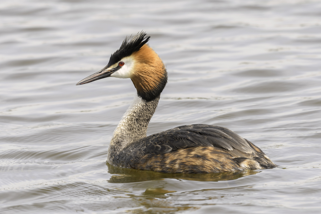 Great Grebe photo