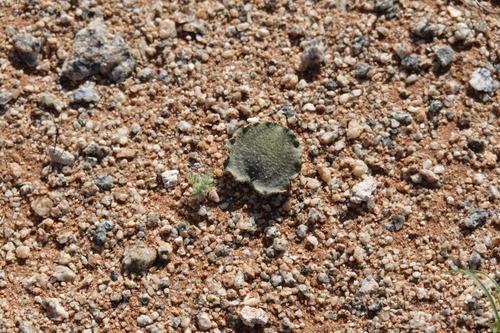 Eriospermum halenbergense