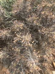 Euphorbia loricata