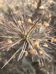 Euphorbia loricata