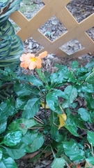 Crossandra