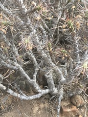 Euphorbia loricata