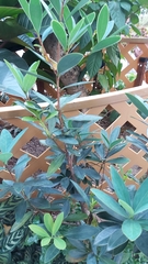 Ficus microcarpa