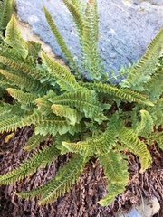 Polystichum lemmonii