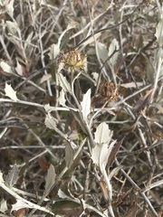 Berkheya fruticosa