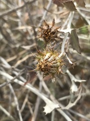 Berkheya fruticosa