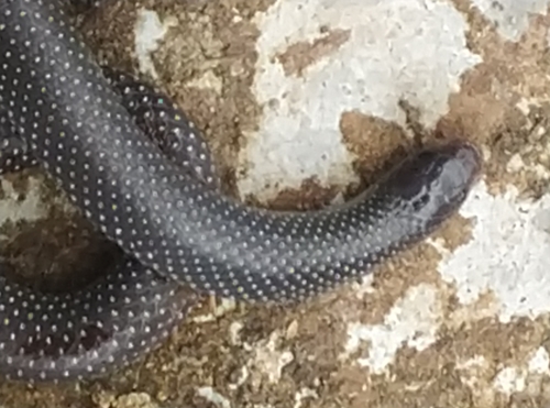 Ghana Shovel-snout