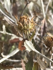 Berkheya fruticosa