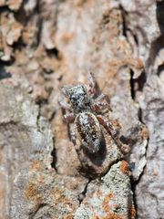 Dendryphantes hastatus