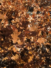 Quercus garryana breweri