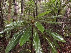 Anopterus macleayanus
