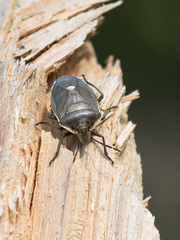 Chlorochroa pinicola