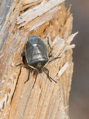 Chlorochroa pinicola