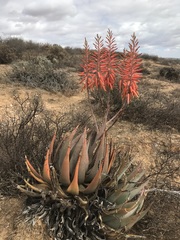 Aloe falcata