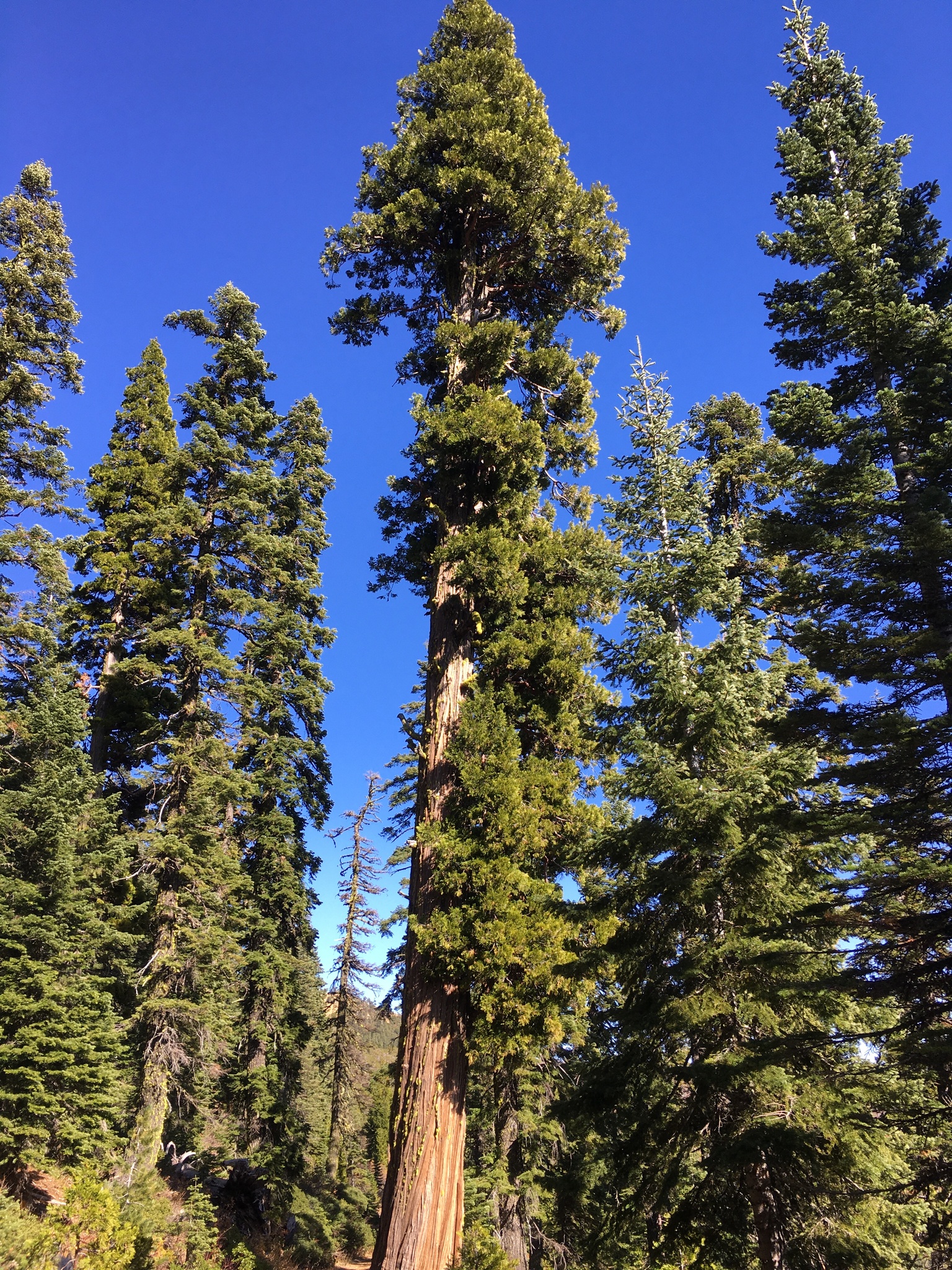 Calocedrus