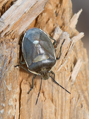 Chlorochroa pinicola