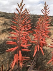 Aloe falcata