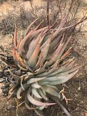 Aloe falcata