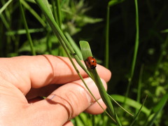 Coccinella septempunctata