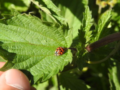 Harmonia axyridis