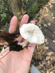 Clitocybe phyllophila