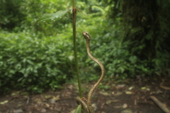 Aplopeltura boa