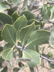 Euclea tomentosa